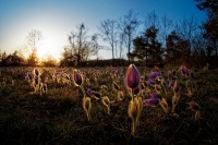 Koniklec velkokvety - Pulsatilla grandis - Pasqueflower o0048